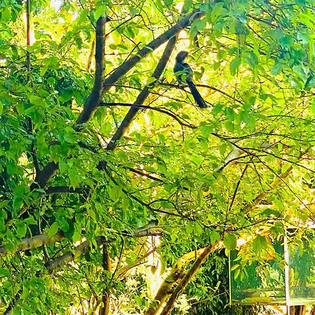 Gamagedara Resort Dambulla Eksteriør bilde