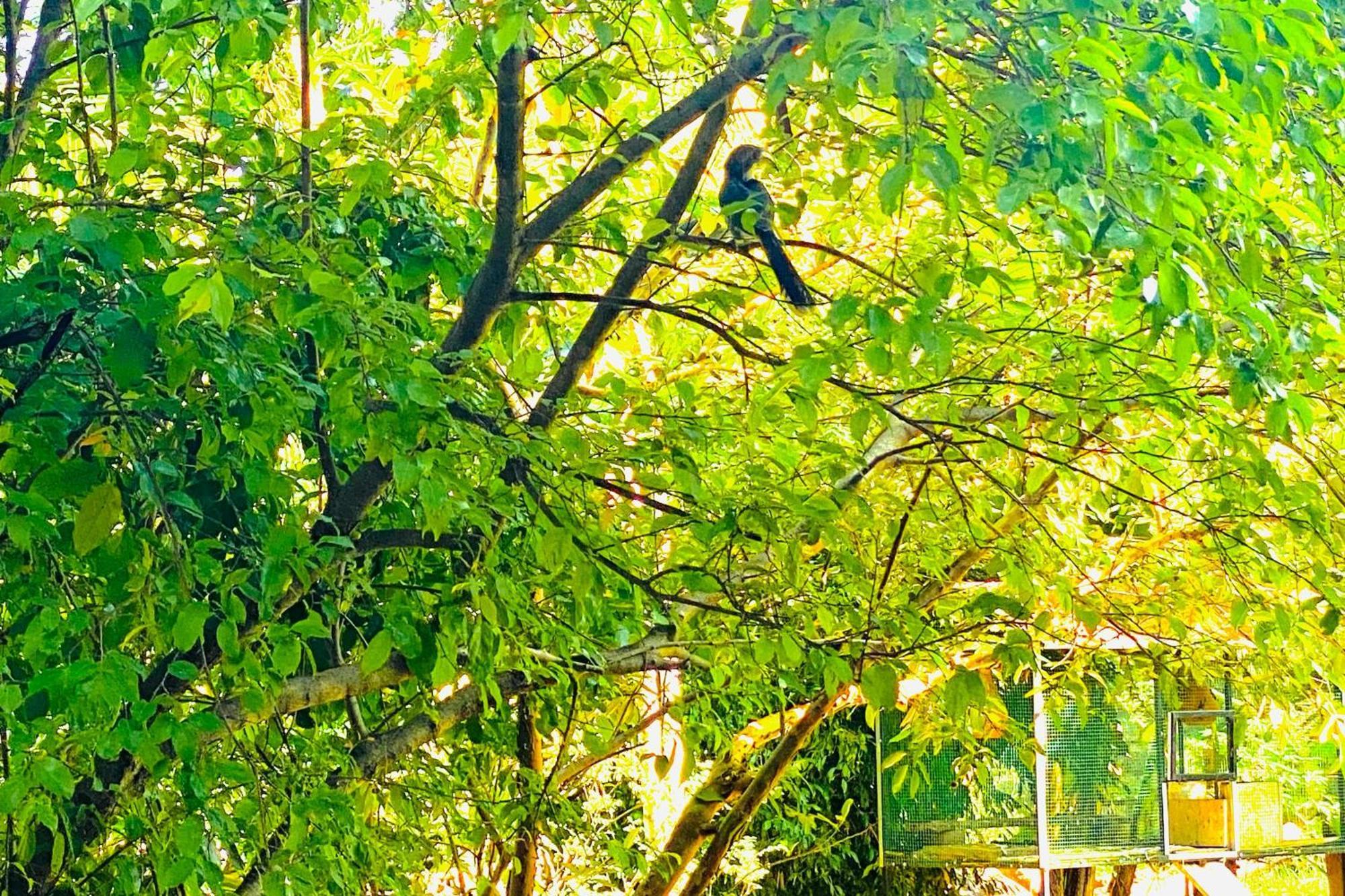Gamagedara Resort Dambulla Eksteriør bilde